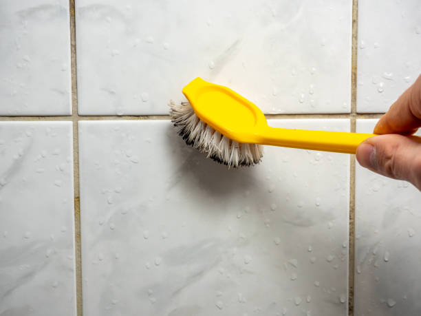 Best Best Mold Removal Companies  in Park Rapids, MN
