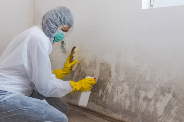 Best Professional Mold Removal  in Park Rapids, MN