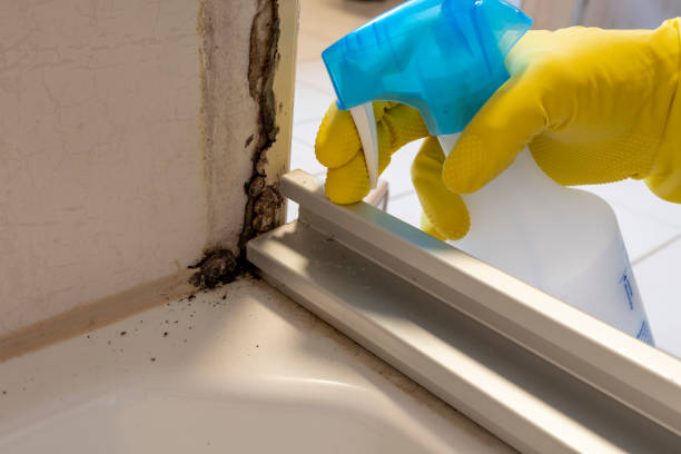 Best Mold Testing  in Park Rapids, MN