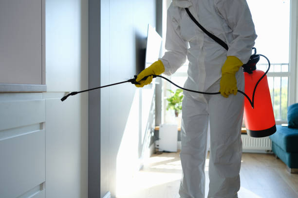 Best Home Mold Removal  in Park Rapids, MN