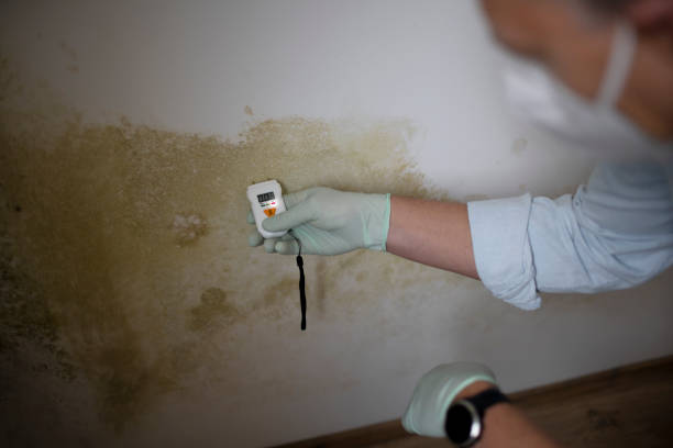 Best Local Mold Removal Service  in Park Rapids, MN