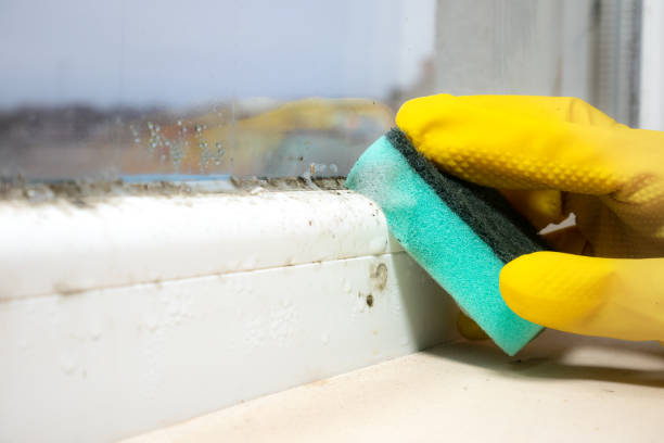 Best Residential Mold Removal  in Park Rapids, MN