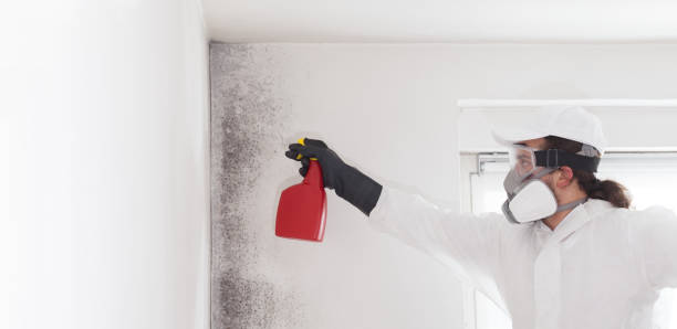 Best Mold Testing  in Park Rapids, MN