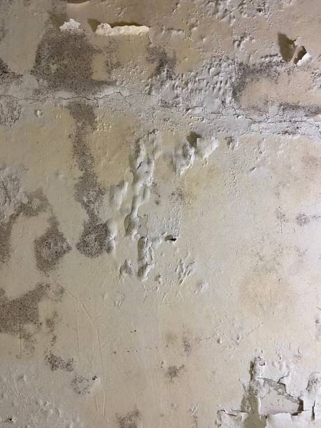 Best Mold Remediation  in Park Rapids, MN