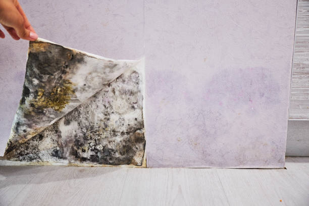 Best Fast Mold Removal  in Park Rapids, MN